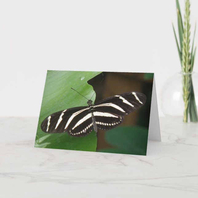 Hübsche Zebra Longwing Butterfly Grußkarte Karte (Vorderseite)