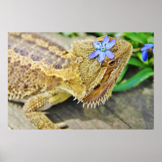Hübscher Bartdrache Poster