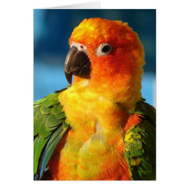 Hübscher Bird (Vorne)