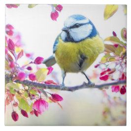 Hübscher Blauer und Gelber Bird auf einem Zweigbil Fliese