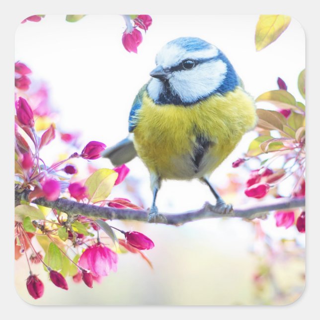 Hübscher Blauer und Gelber Bird auf einem Zweigbil Quadratischer Aufkleber (Vorderseite)
