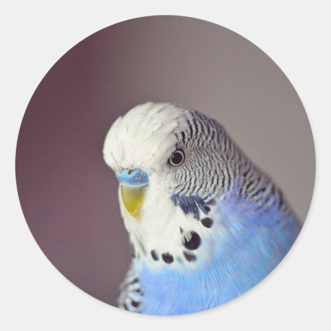 Hübscher Blue Budgie Foto Classic Round Sticker (Vorderseite)