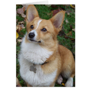 Hübscher Corgi