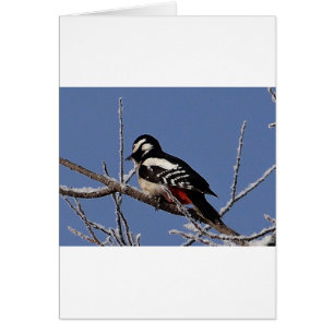 Hübscher gepunkteter Spechte