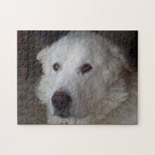 Hübscher große Pyrenäen-Hund