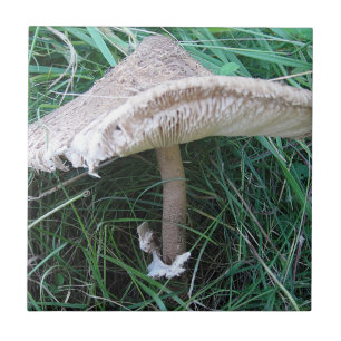Hübscher großer Pilz Fliese