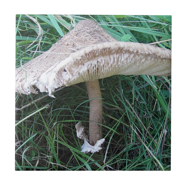 Hübscher großer Pilz Fliese (Vorderseite)