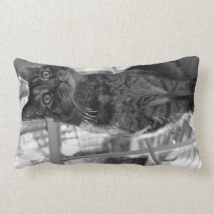 Hübscher Kitty-helles Augen-Kissen Lendenkissen