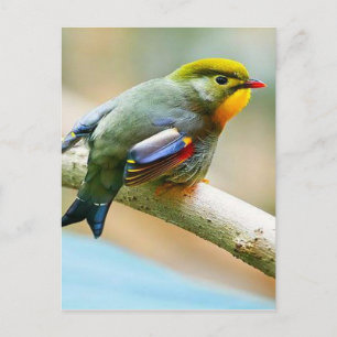 Hübscher kleiner Vogel Postkarte