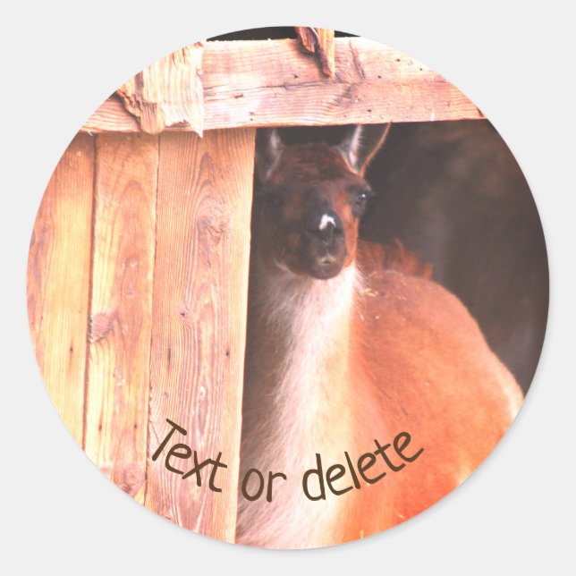 Hübscher Lama-Zuchtbetrieb Personalisiert Runder Aufkleber (Vorderseite)