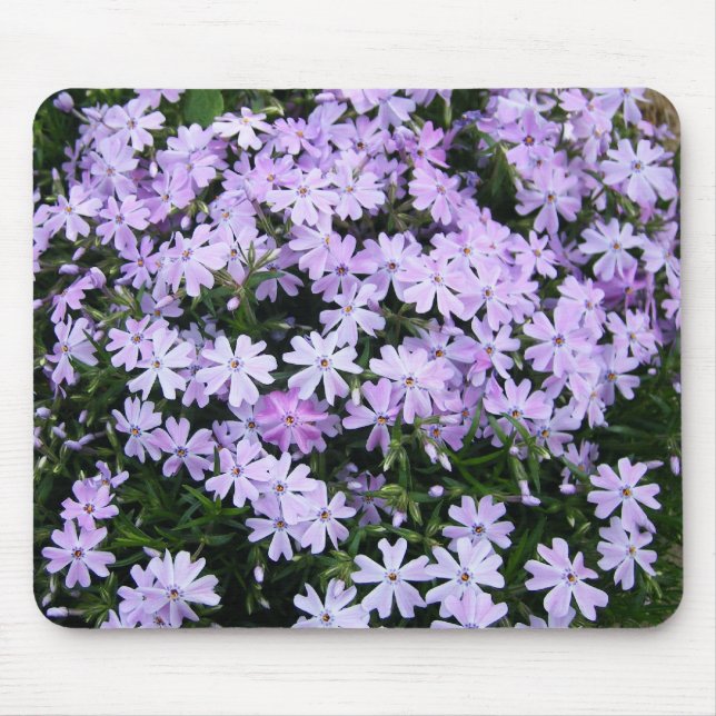 Hübscher lila Phlox Mousepad (Vorne)