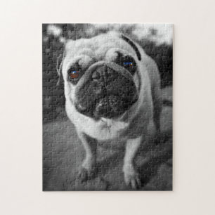 Hübscher Mops