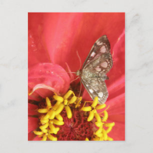 Hübscher Moth auf der roten Blume Postkarte