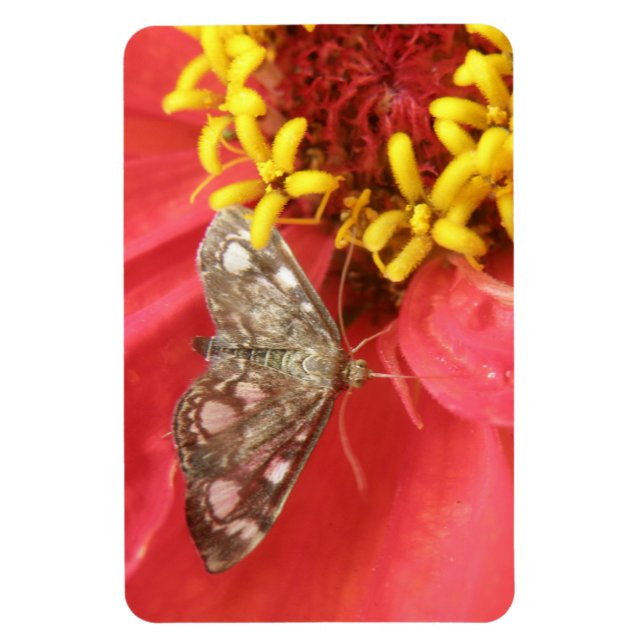 Hübscher Moth auf Red Blume Premium Magnet (Vertikal)