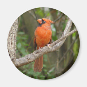 Hübscher NordKardinals-Vogel-Magnet Magnet