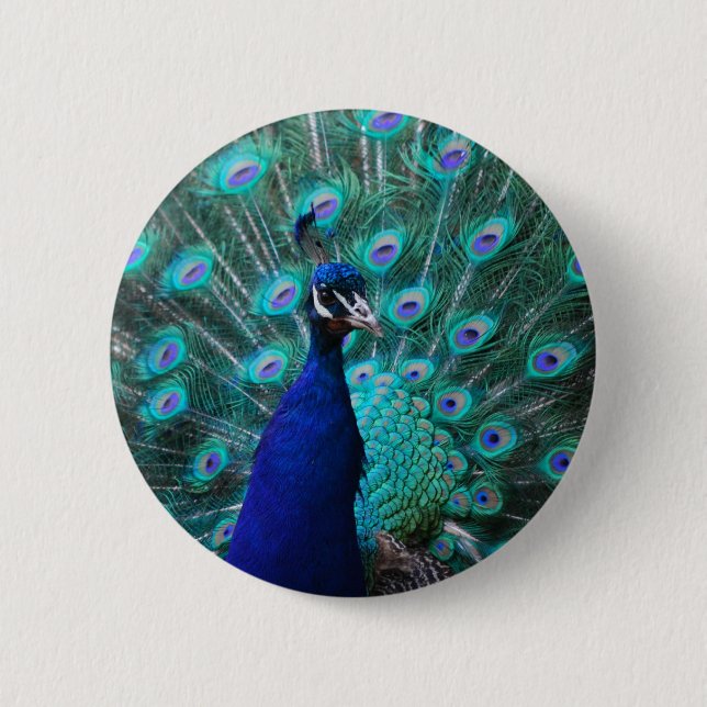 Hübscher Pfau-Knopf Button (Vorderseite)