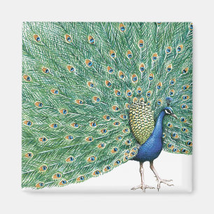 Hübscher Pfau Magnet