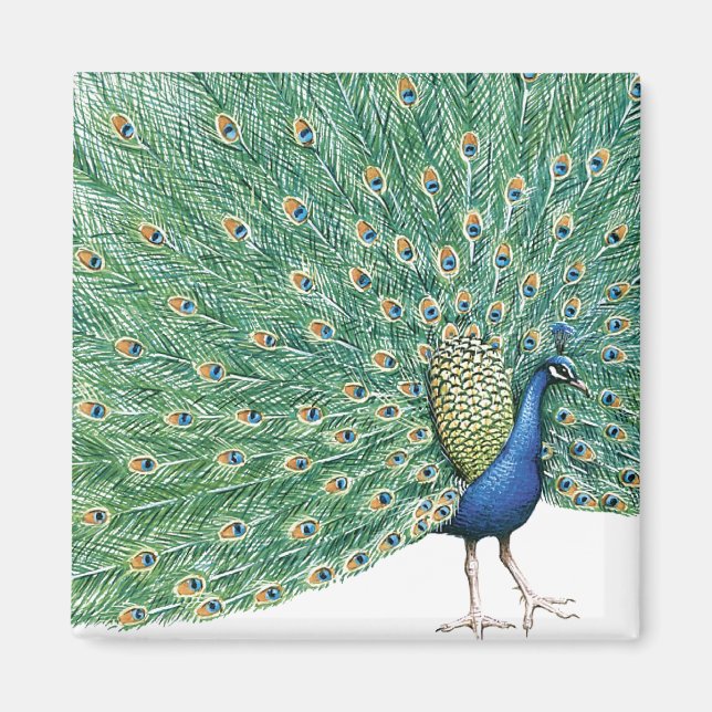 Hübscher Pfau Magnet (Vorne)