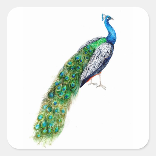 Hübscher Pfau Quadratischer Aufkleber (Vorderseite)