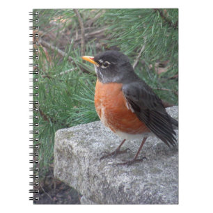 Hübscher Robin im Garden Foto Notizblock