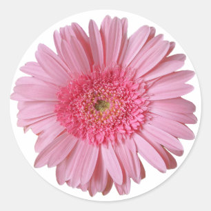 Hübscher rosa Gerber Gänseblümchen-Aufkleber Runder Aufkleber