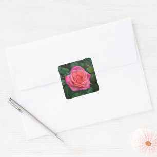 Hübscher Rosa-Rosen-Kunstaufkleber Quadratischer Aufkleber