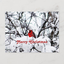 Hübscher Roter Kardinal Schnee Foto Weihnachten Postkarte