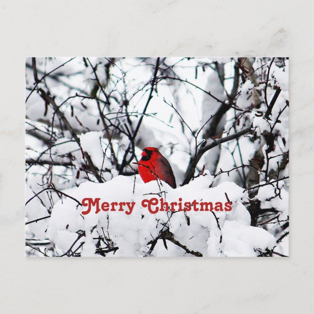 Hübscher Roter Kardinal Schnee Foto Weihnachten Postkarte (Vorderseite)