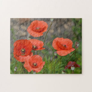 Hübscher Roter Mohn