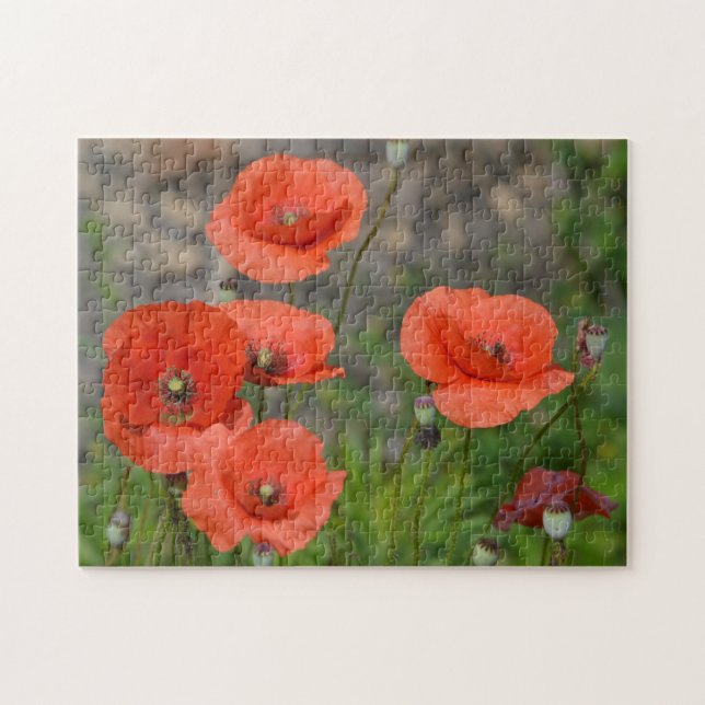 Hübscher Roter Mohn (Horizontal)