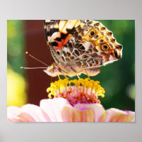Hübscher Schmetterling auf Pink Zinnia Naturfotogr