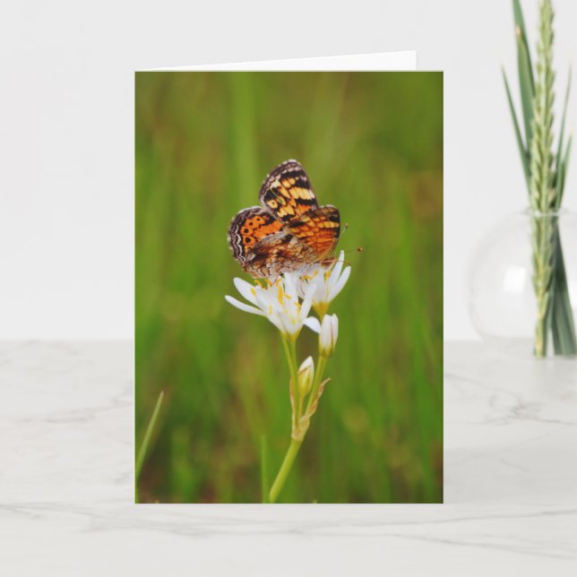 Hübscher Schmetterling auf weißen Wildblumen Karte (Vorderseite)