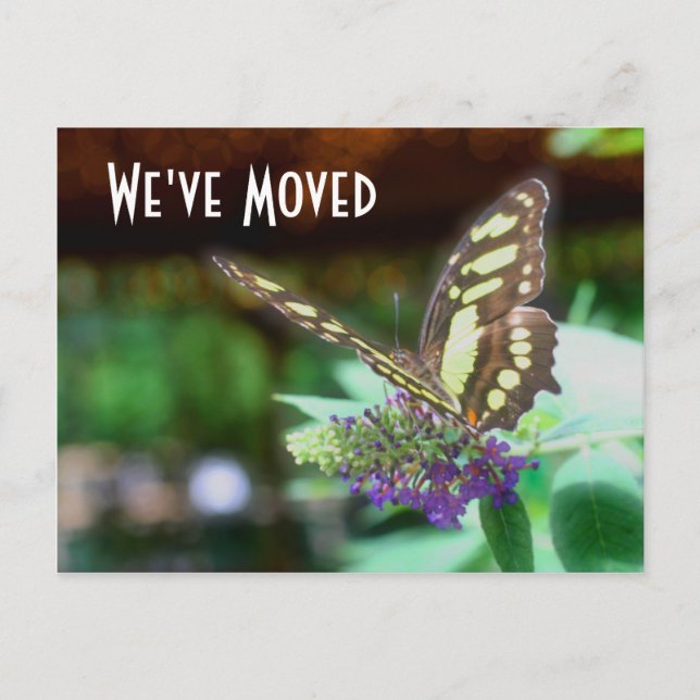 Hübscher Schmetterling Neue Adresse Art Postkarte (Vorderseite)