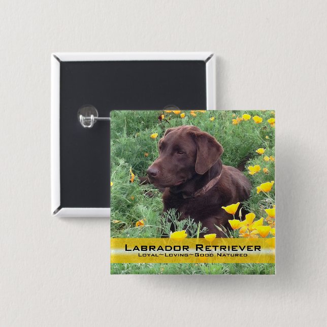 Hübscher Schokoladen-Labrador im Button (Vorne & Hinten)