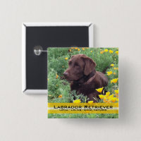 Hübscher Schokoladen-Labrador im