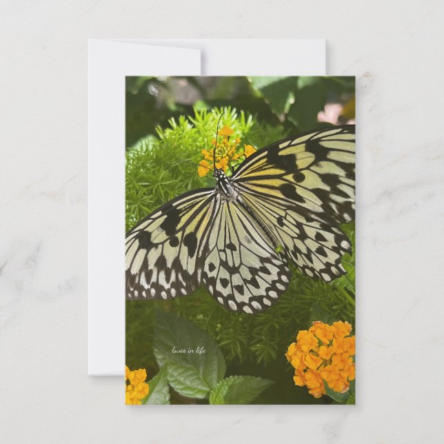 Hübscher Schwarz-Weiß-Schmetterling Mitteilungskarte (Vorderseite)