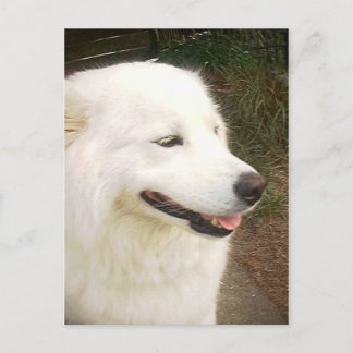 Hübscher süßer weißer Samoyed Hund Postkarte