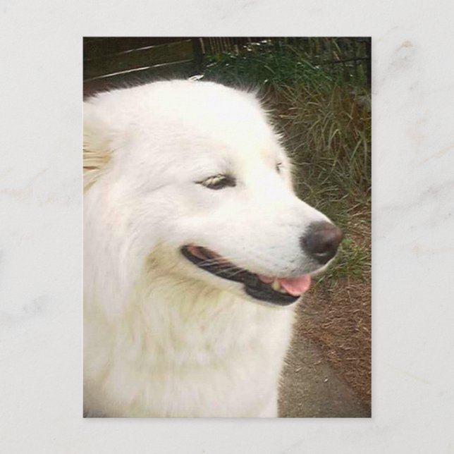 Hübscher süßer weißer Samoyed Hund Postkarte (Vorderseite)