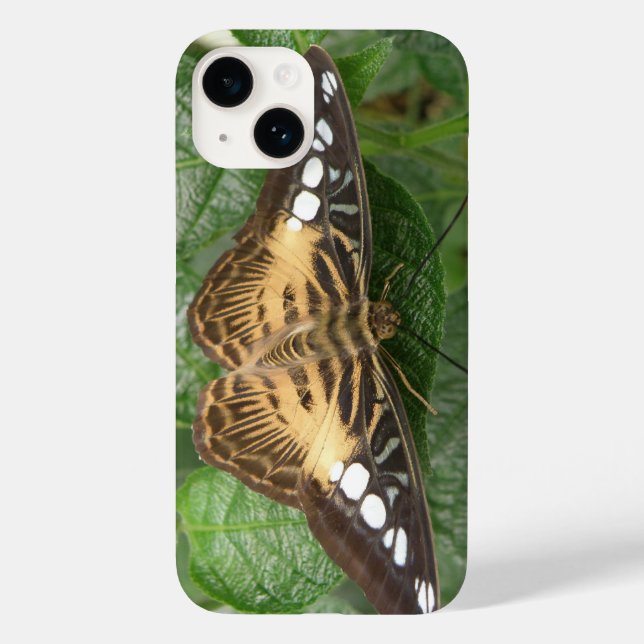 Hübscher Tropenschmetterling title_seo2 (Rückseite)
