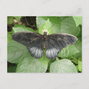 Hübscher Tropenschmetterling und Blume Postkarte