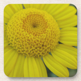 Hübscher Untersetzer aus gelbem Marguerit-Quadrat