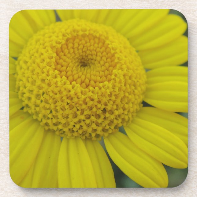 Hübscher Untersetzer aus gelbem Marguerit-Quadrat (Vorderseite)