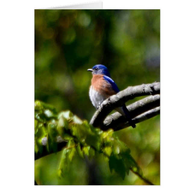 Hübscher Vogel! Senden Sie ein Lächeln (Vorne)