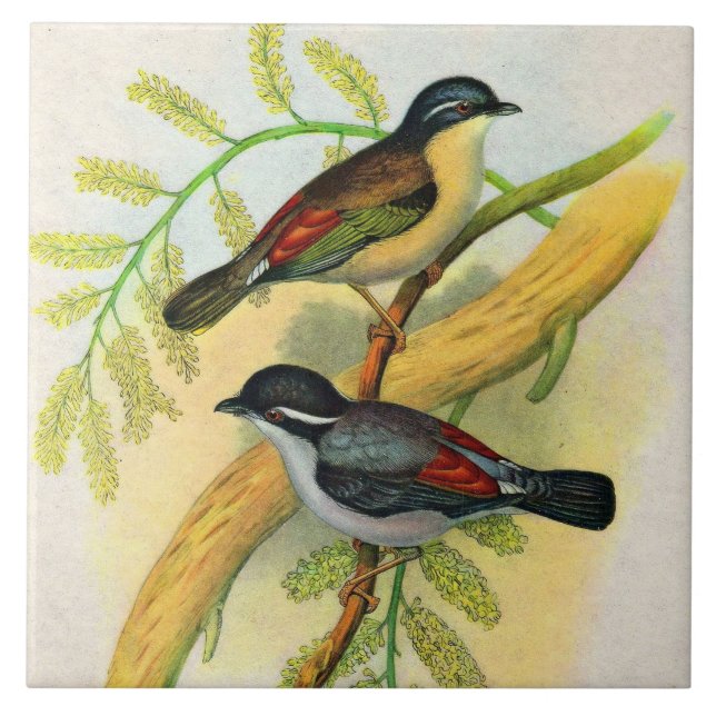 hübscher Vogeldruck Fliese (Vorderseite)