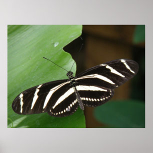 Hübscher Zebra-Langflügel-Schmetterlingsdruck Poster