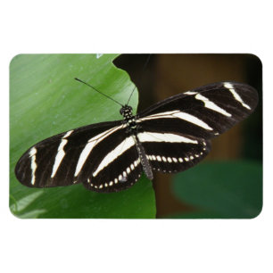 Hübscher Zebra Longwing Schmetterling Flexi Magne Magnet