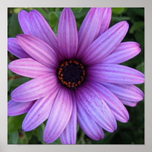 Hübsches Aster-Blumen-Plakat Poster
