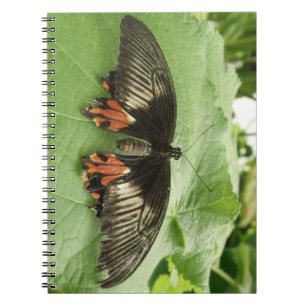 Hübsches Black Red and Gold Butterfly Notebook Notizblock
