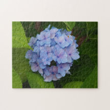 Hübsches Blau- und Rosa-Hydrangea-Foto
