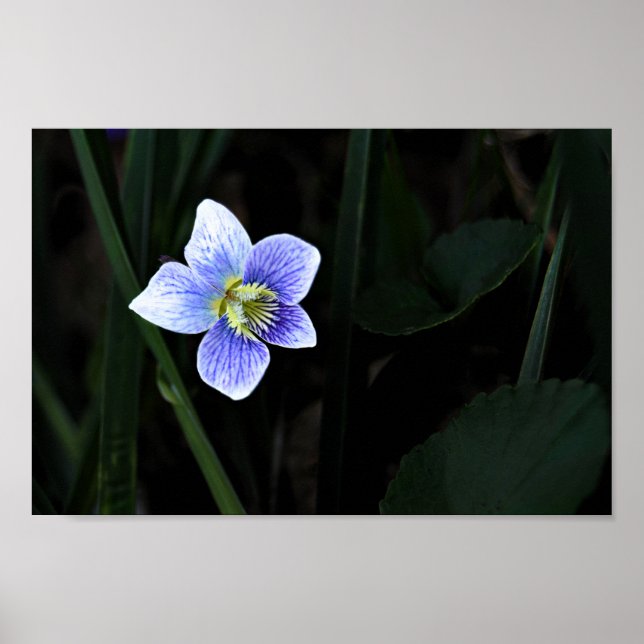 Hübsches Blaues Violett Wilde Blume im Naturschutz Poster (Vorne)